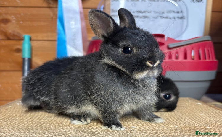 Netherland Dwarf rabbits - Advert 7