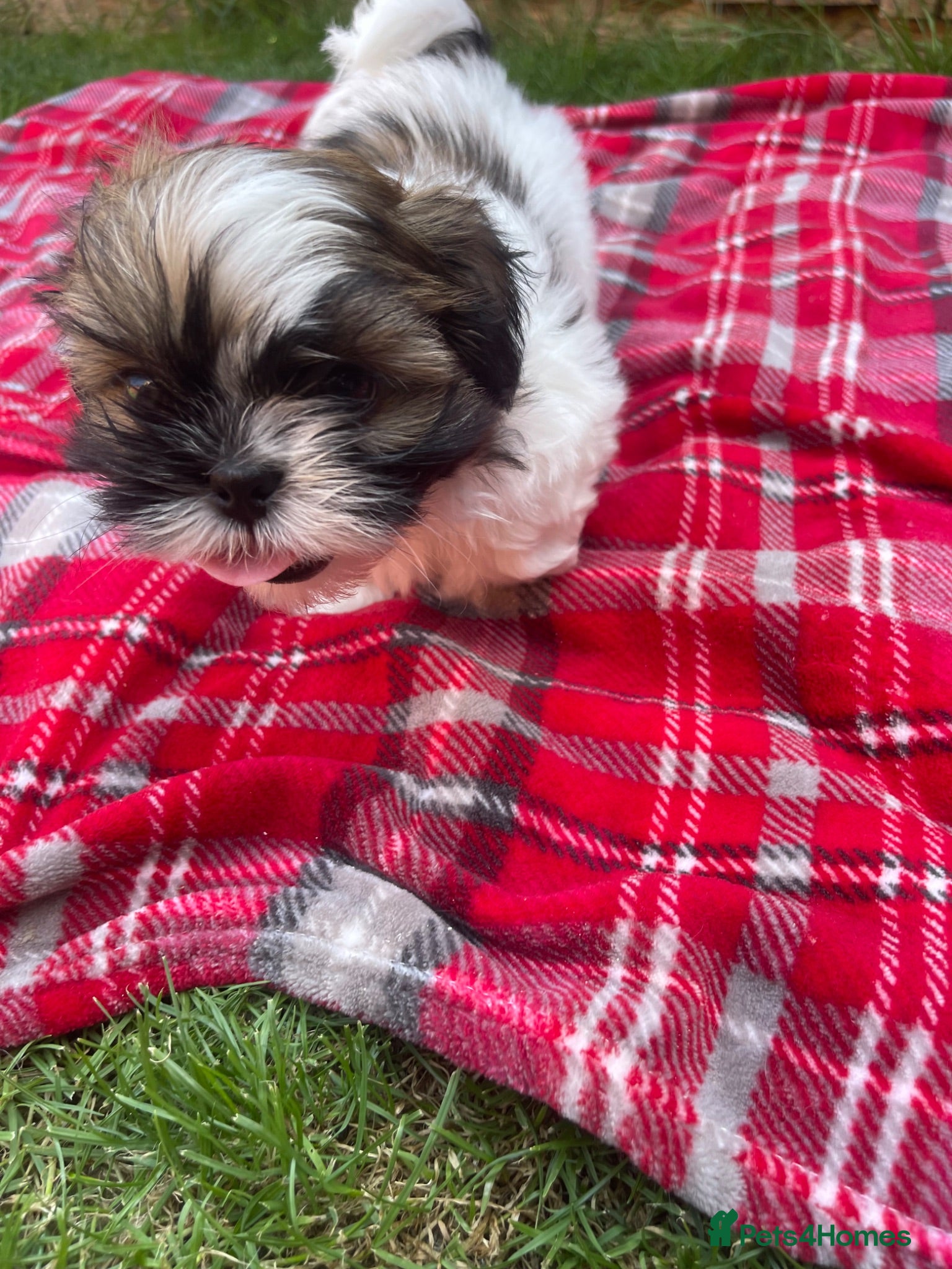 Shih Tzu dogs Imperial Shihtzu puppies for sale  - Advert 2