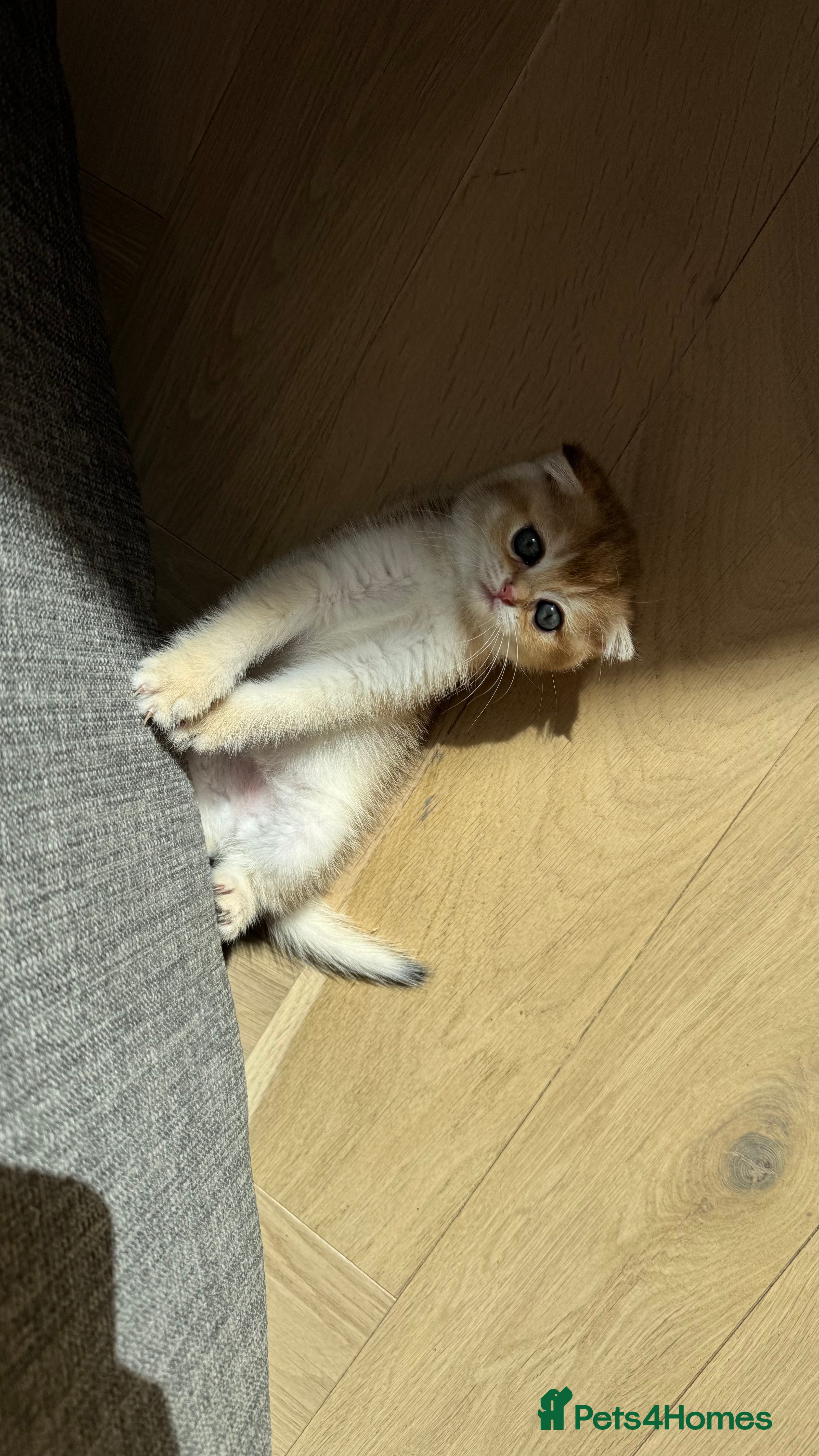 British Shorthair cats Scottish golden chinchilla ready for new homes  - Advert 2