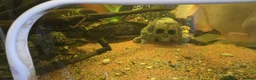 Other/Mixed Breed fish for sale: Various fish for sale in Wakefield - Advert 4