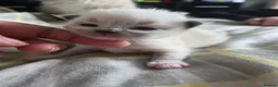 Ragdoll cats for sale: Health Tested Ragdoll Babies - Advert 9