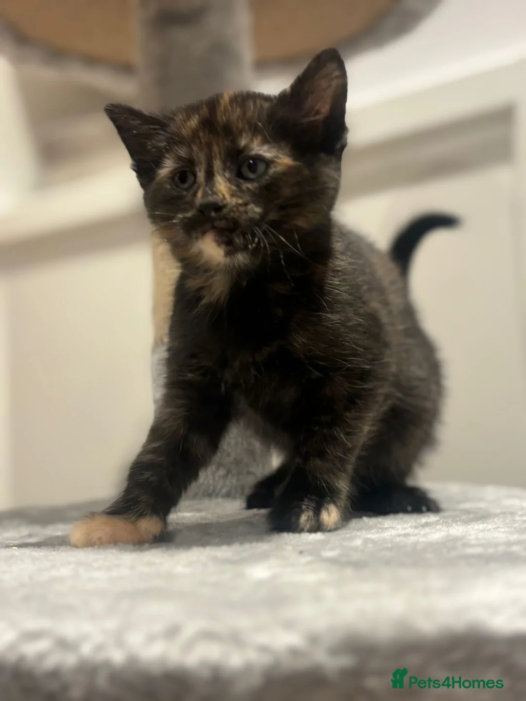 Domestic Shorthair cats for sale: Litter of kittens - Advert 13