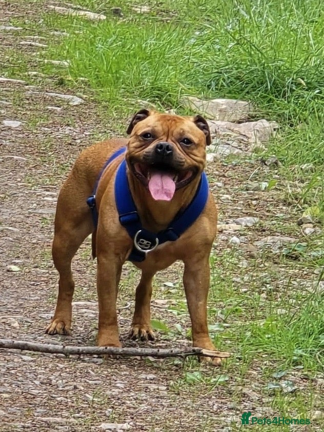Staffordshire Bull Terrier dogs 🐾 Beautiful Brindle Staffordshire Terrier Boy  - Advert 1