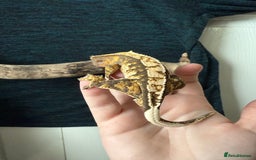 Gecko reptiles for sale: Various Crested Geckos for Sale - Image 4