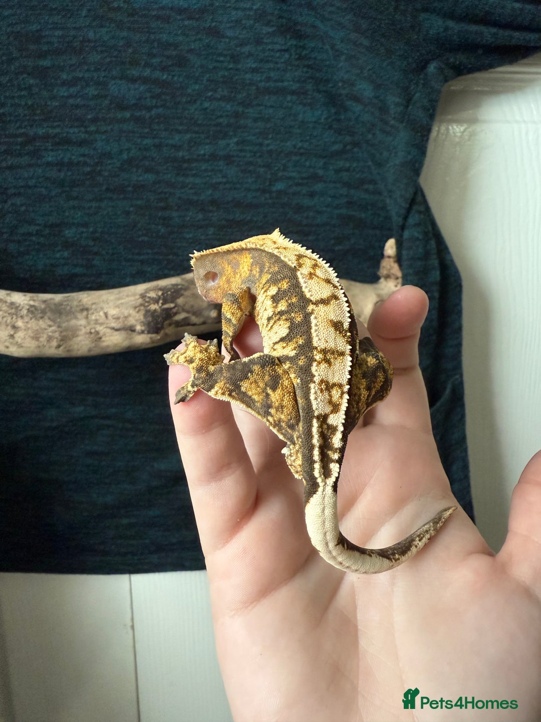 Gecko reptiles for sale: Various Crested Geckos for Sale - Image 4
