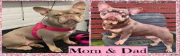 French Bulldog dogs for sale: Quality Puppies from highly health tested Parents - Advert 10
