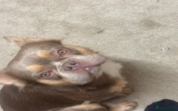 French Bulldog dogs for stud: Fluffy French bulldog (lion Maine) - Image 4