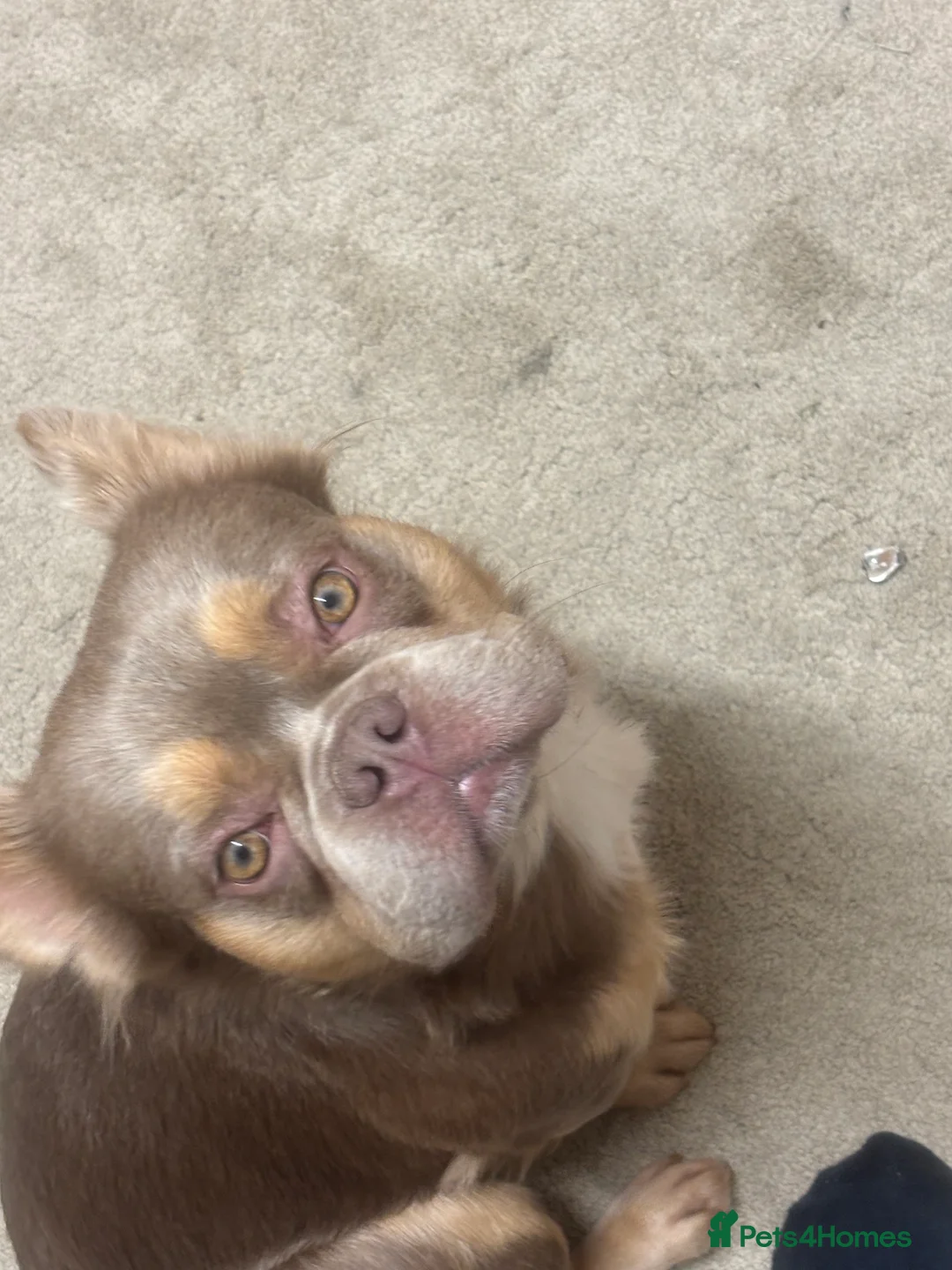 French Bulldog dogs for stud: Fluffy French bulldog (lion Maine) - Advert 11