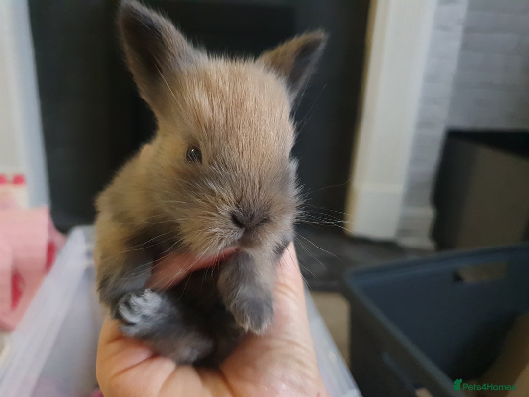 Lionhead rabbits for sale: Baby bunny's mixed lionhead /northern dwaf - Image 16