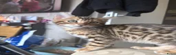 Bengal cats for stud: Snow bengal STUD - Advert 3