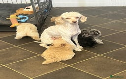 Pomapoo dogs for sale: stunning confident types - Image 8