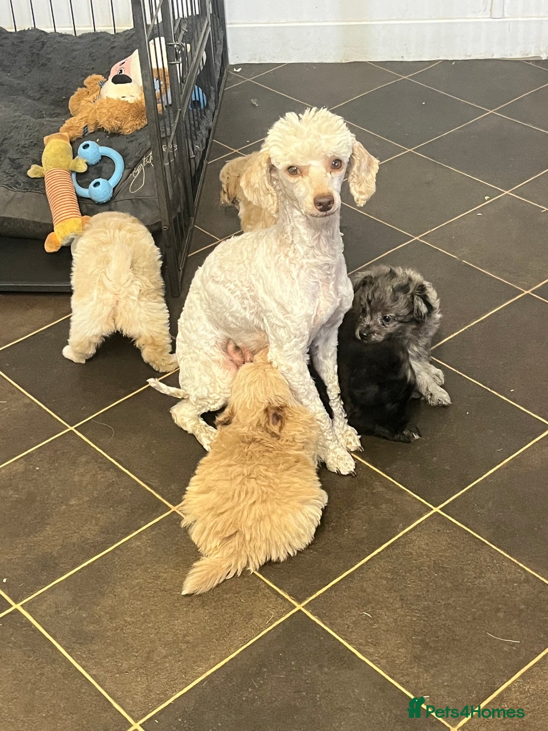 Pomapoo dogs for sale: stunning confident types - Image 8