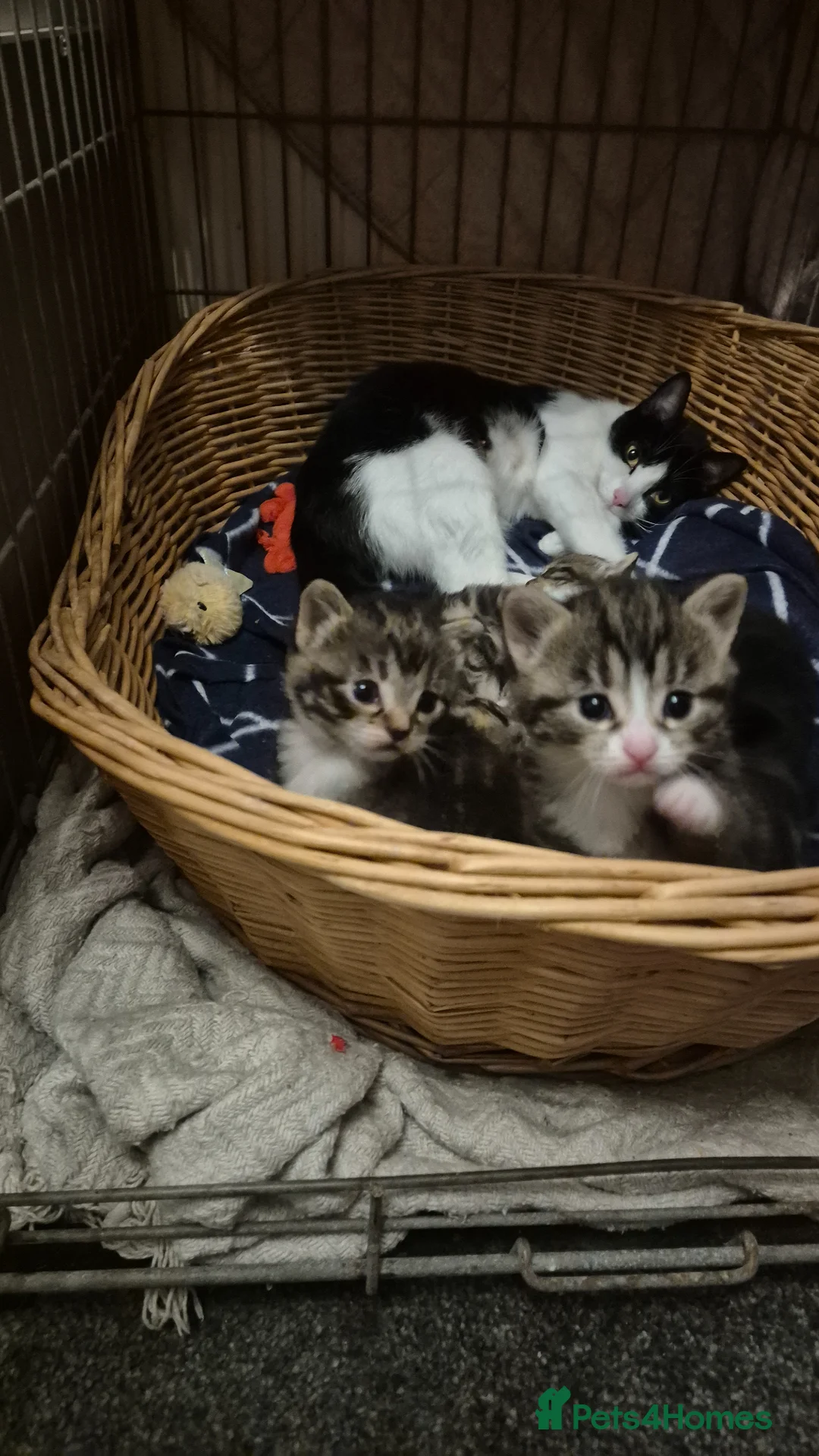 Domestic Shorthair cats for sale: 1 Tabby and white Male, 1 all Black Female kitten - Advert 2