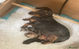 Miniature Dachshund dogs for stud: Proven, KC, PRA clear, tested Miniature Dachshund in Hinckley - Image 15