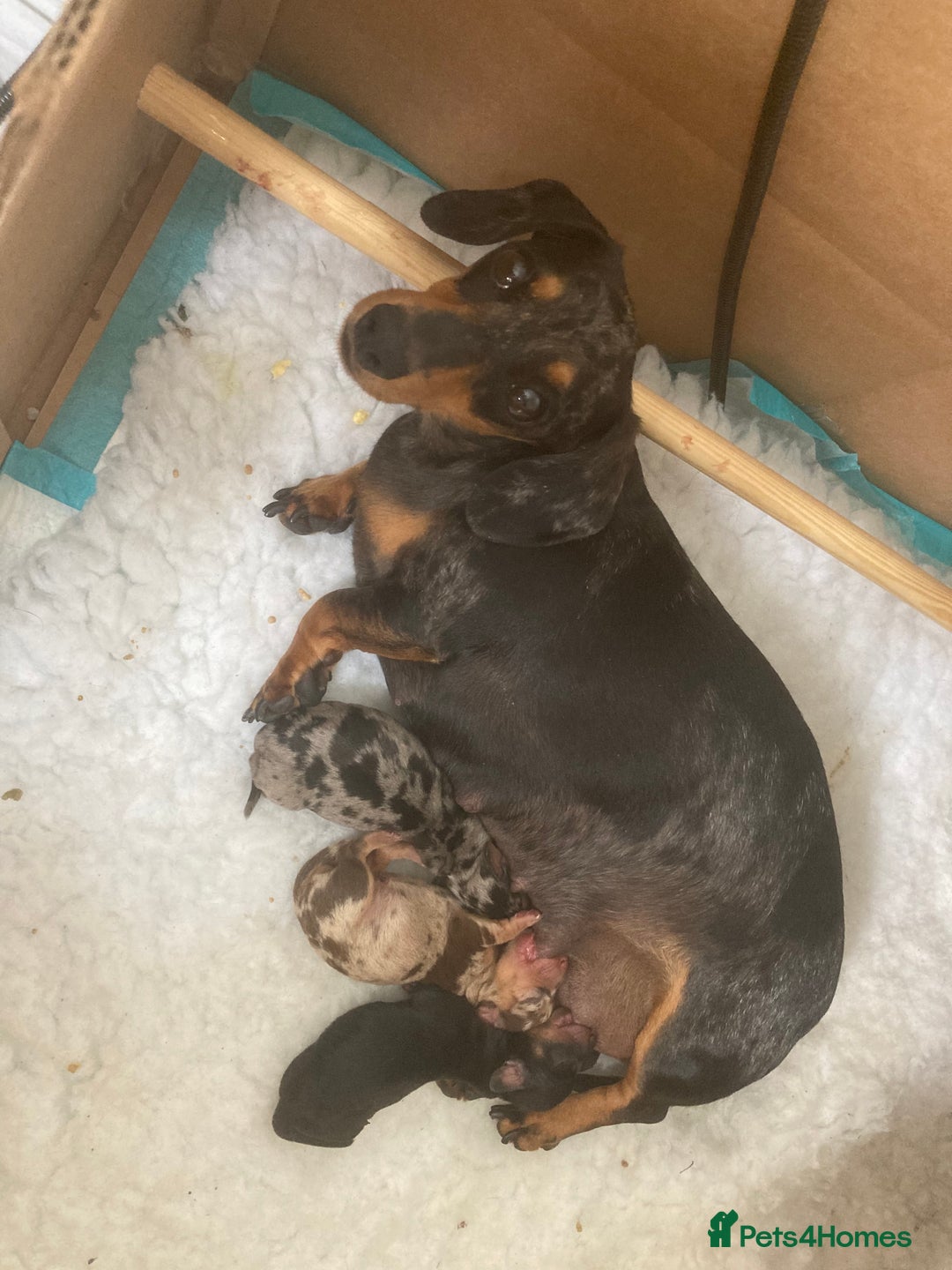 Miniature Dachshund dogs for stud: Proven, KC, PRA clear, tested Miniature Dachshund in Hinckley - Image 15