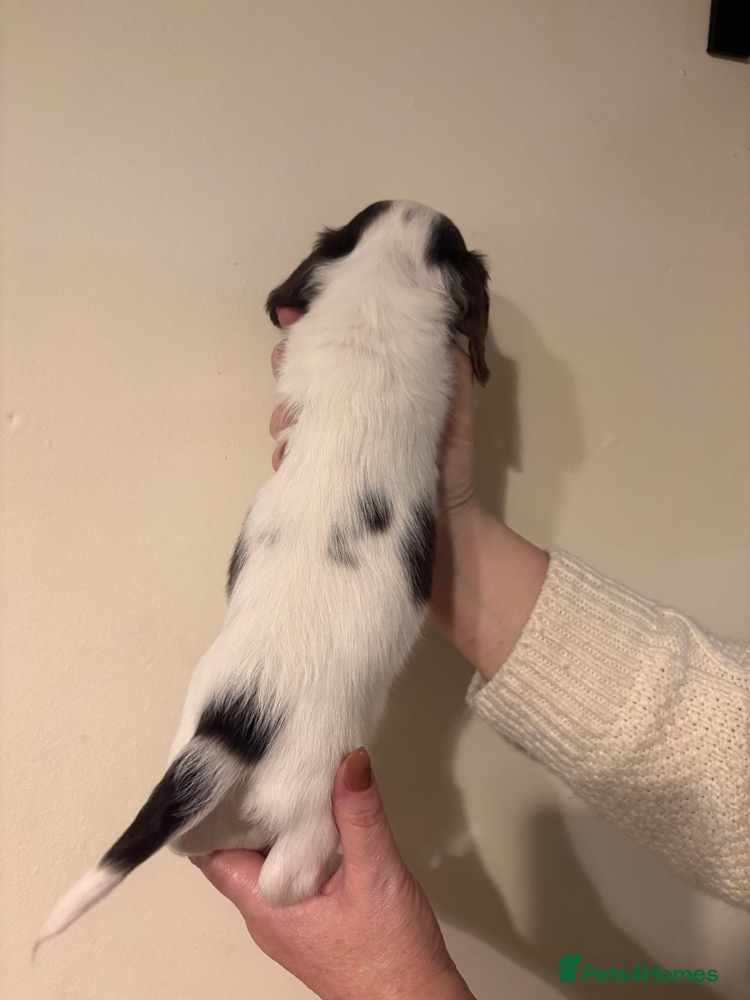 Dachshund dogs for sale: Miniature long haired dachshunds - Advert 9