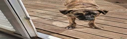 Mixed Breed dogs for adoption: Meet Jet, currently residing in Hull in Hull - Advert 2