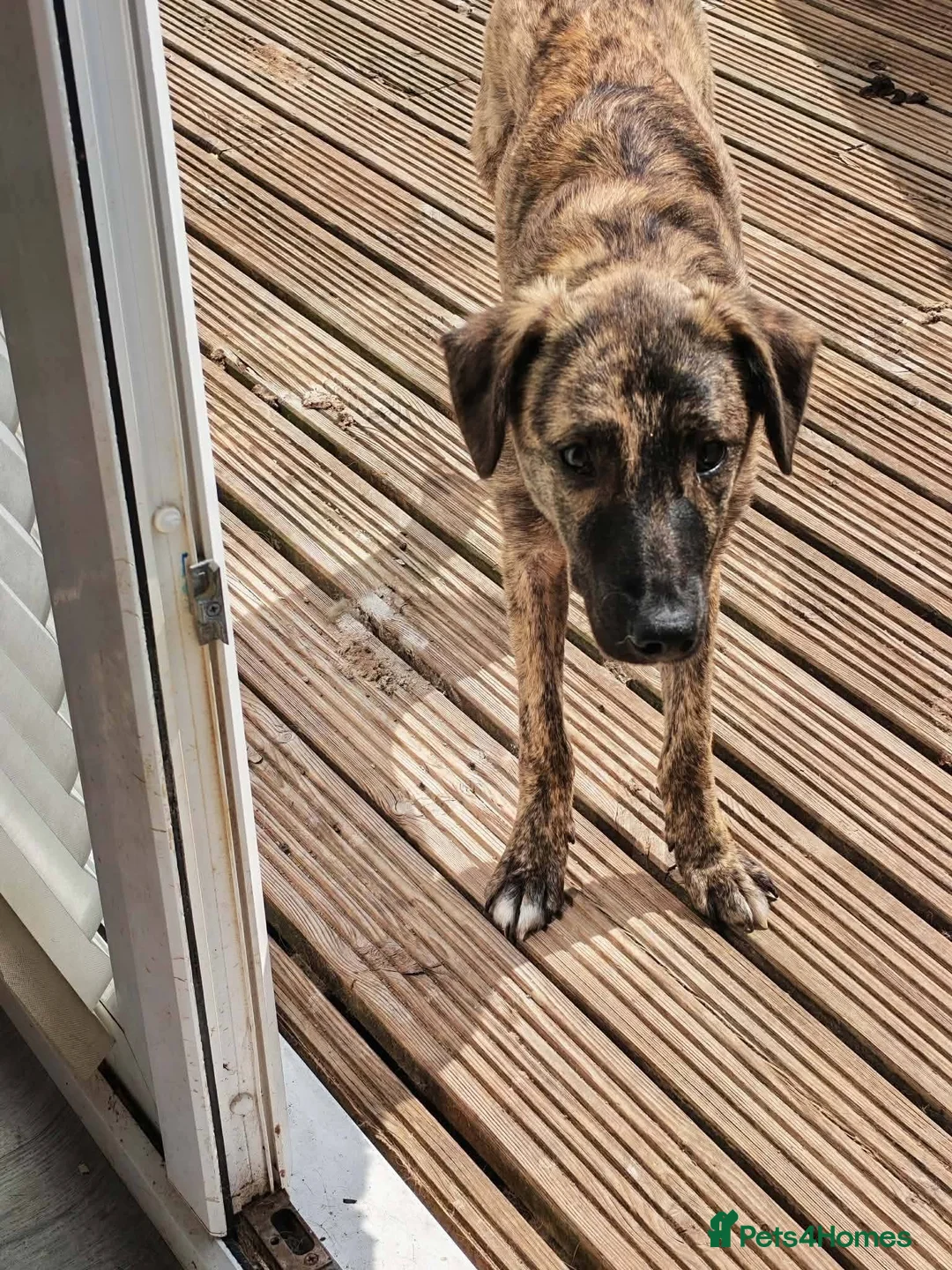 Mixed Breed dogs for adoption: Meet Jet, currently residing in Hull in Hull - Advert 2