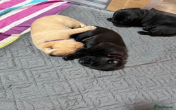 Labrador Retriever dogs for sale: Stunning litter of Labrador puppies - Image 16