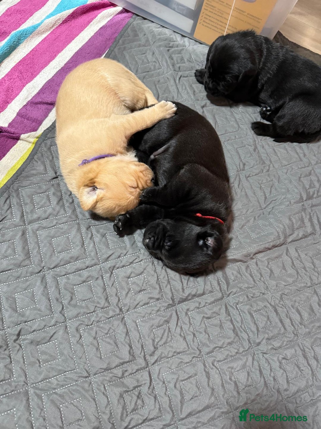 Labrador Retriever dogs for sale: Stunning litter of Labrador puppies - Image 16