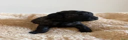 Miniature Poodle dogs for sale: 🖤 🐾 Perfect Poodle Puppies 🐾 🖤 - Advert 9