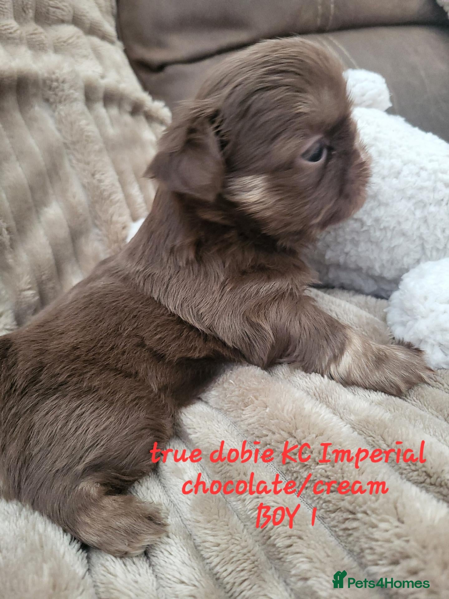 Shih Tzu dogs Quality dobie kc Imperial shih tzu  - Advert 8