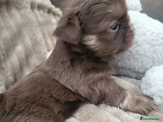 Shih Tzu dogs Quality dobie kc Imperial shih tzu - Advert 8