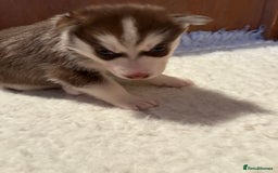 Siberian Husky dogs for sale: Red puppies - Image 3