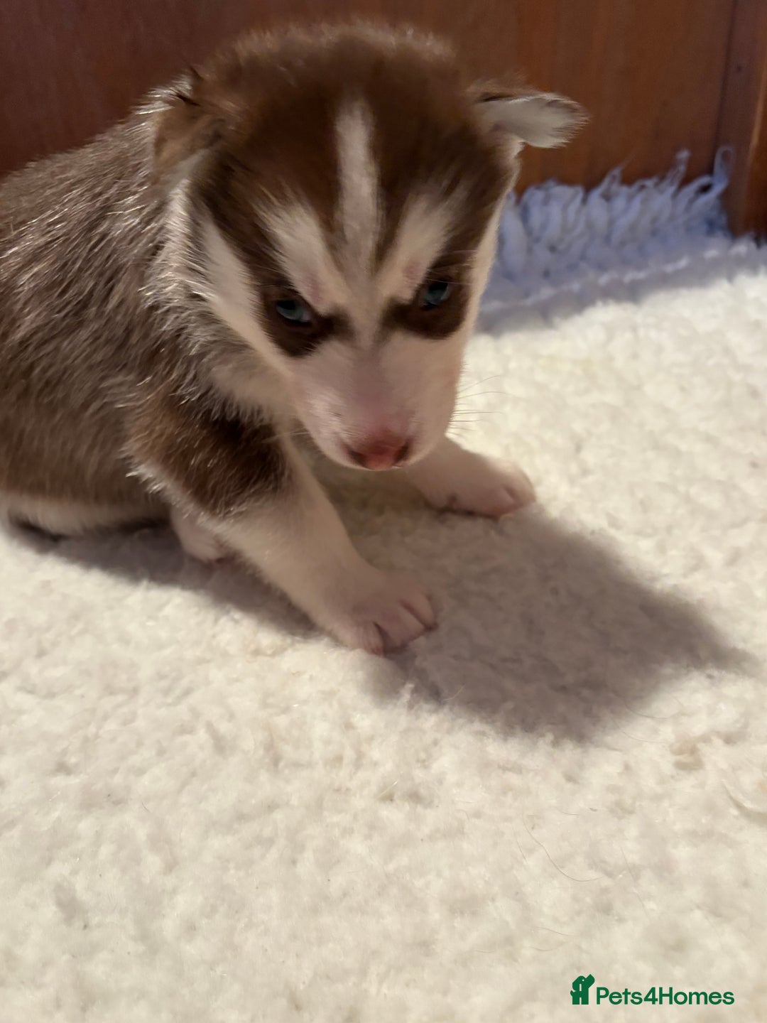 Siberian Husky dogs for sale: Red puppies - Image 3