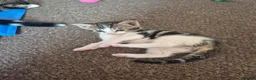 Mixed Breed cats for sale: Tabby boys - Advert 3