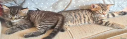 Mixed Breed cats for sale: 2 beautiful kittens - Advert 9