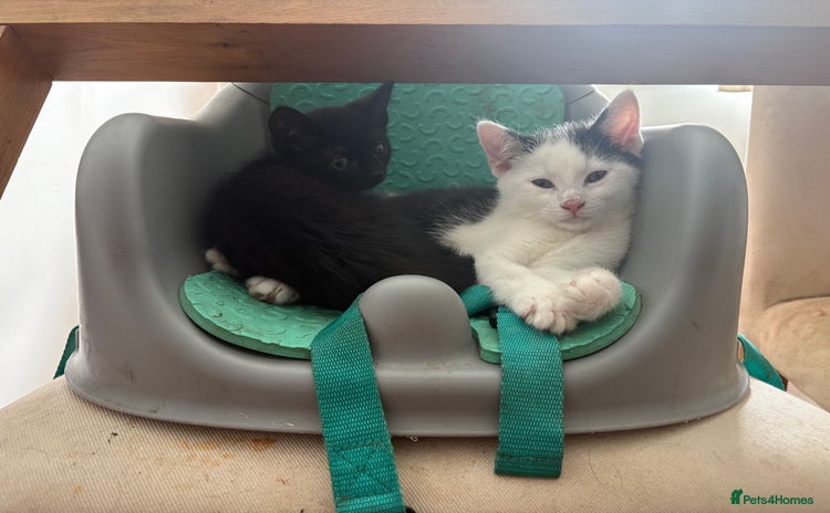 Domestic Shorthair cats - Advert 3
