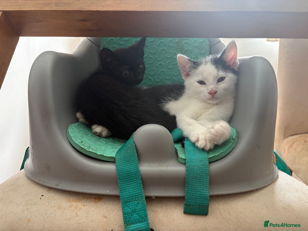 Domestic Shorthair cats for sale: 2 kittens  - Image 1