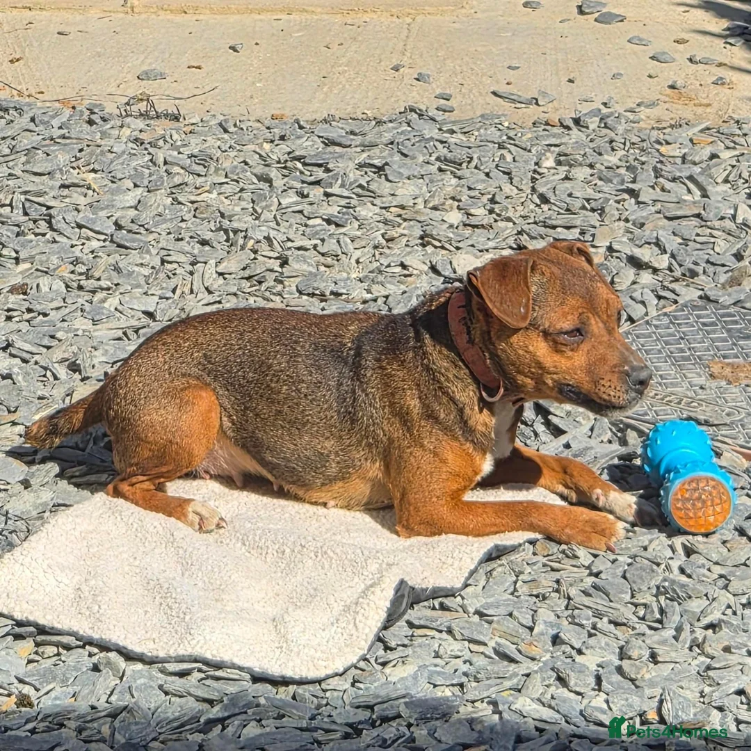 Jack Russell dogs for sale: READY NOW - Happy JR pups for sale - Advert 9