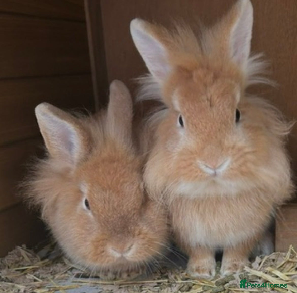 Mixed Breed rabbits 2 male lionhead x netherland dwarfs  - Advert 1