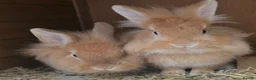 Mixed Breed rabbits for sale: 2 male lionhead x netherland dwarfs  in Cockermouth - Advert 1