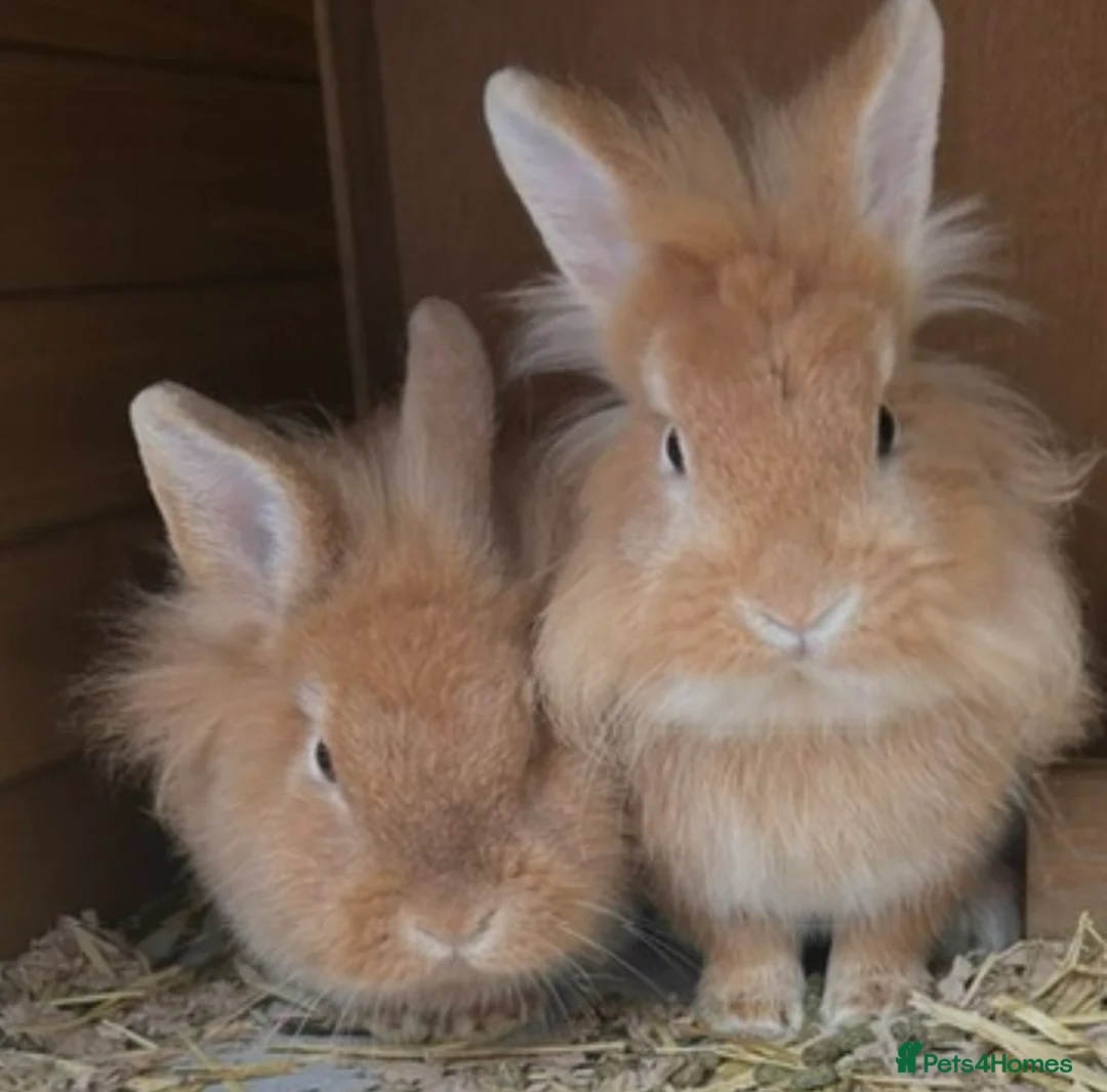Mixed Breed rabbits for sale: 2 male lionhead x netherland dwarfs  in Cockermouth - Advert 1