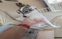 Mixed Breed dogs for adoption: Meet Raisin (aka April) - Image 4