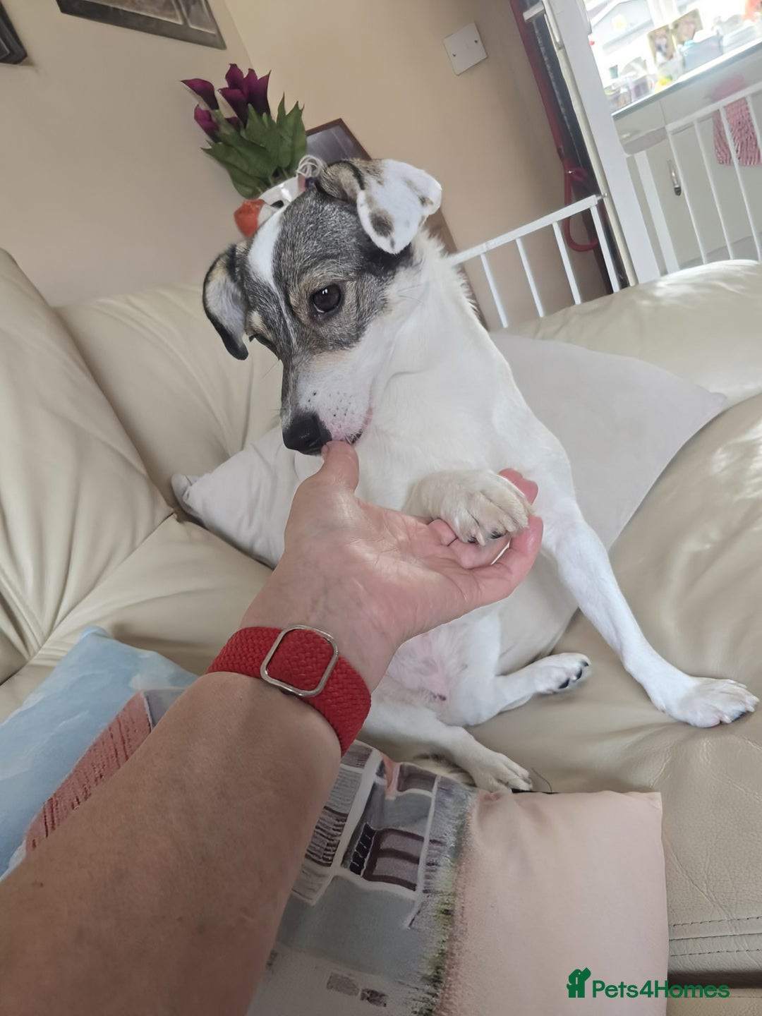Mixed Breed dogs for adoption: Meet Raisin (aka April) - Image 4