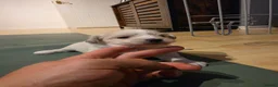 Mixed Breed dogs for sale: Bichon Maltese Puppies  - Advert 5