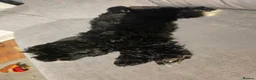 Cockapoo dogs for sale: Cockapoo Puppies for Sale - Advert 7