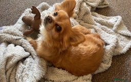 Chihuahua dogs for sale: Chihuahua dog age 6 years old  - Image 3
