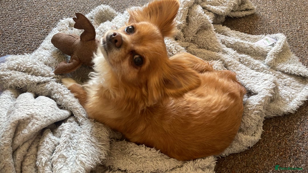 Chihuahua dogs for sale: Chihuahua dog age 6 years old  - Image 3