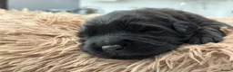 Golden Shepherd dogs for sale: ⭐ Golden Shepherd Puppies | ENS & ESI Raised ⭐ - Advert 34
