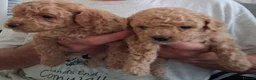 Mixed Breed dogs for sale: Puppies for sale in Southport - Advert 5
