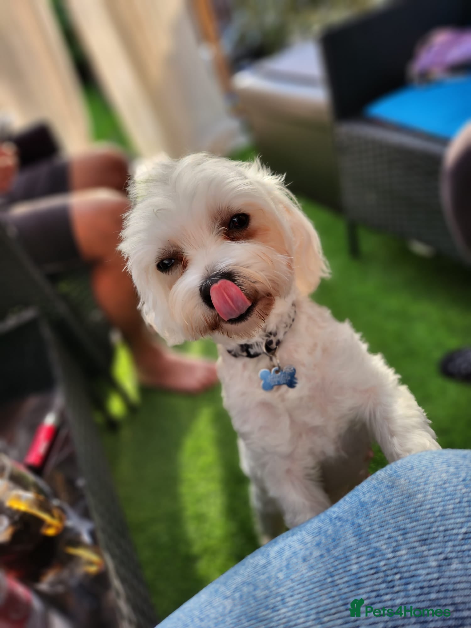 Bichon Frise dogs Bichon Puppies for sale - Advert 1