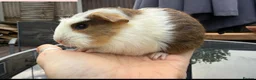Guinea Pig rodents for sale: Female Guinea pig - Advert 1