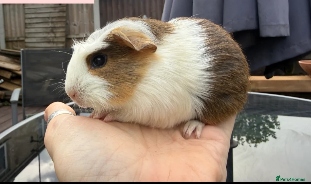 Guinea Pig rodents for sale: Female Guinea pig - Advert 1