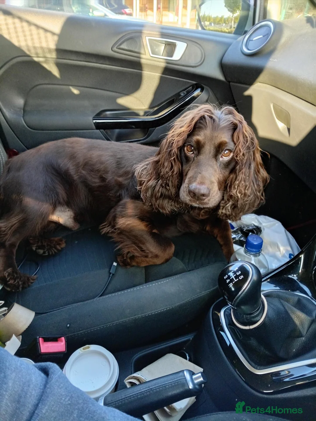 Cocker Spaniel dogs for sale: 1 male and female Cocker for new homes - Advert 7