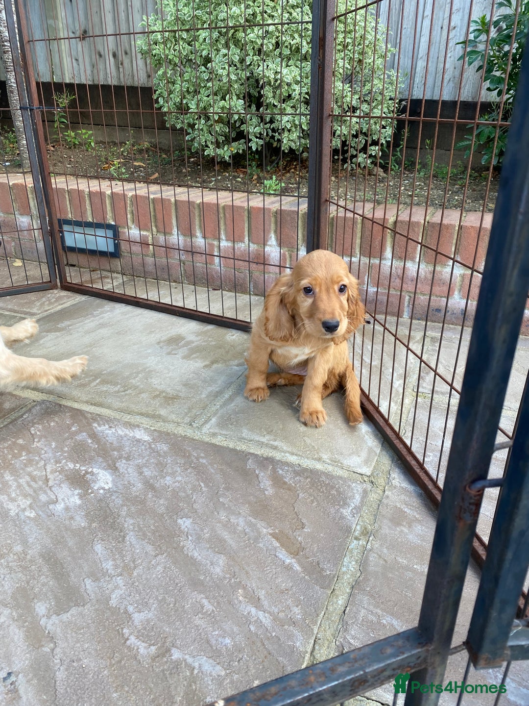 Cocker Spaniel dogs for sale: Gorgeous Adorable Golden Type Cocker  Spaniel  - Image 11